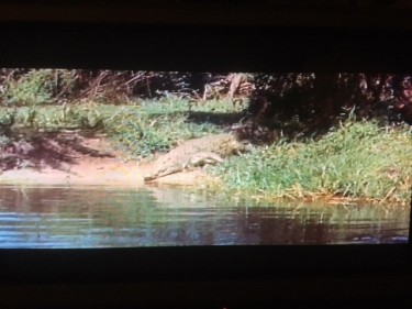 Safari Crocodiles 4