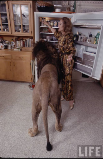 Tippi Hedren with her Pet Neil The Lion 2
